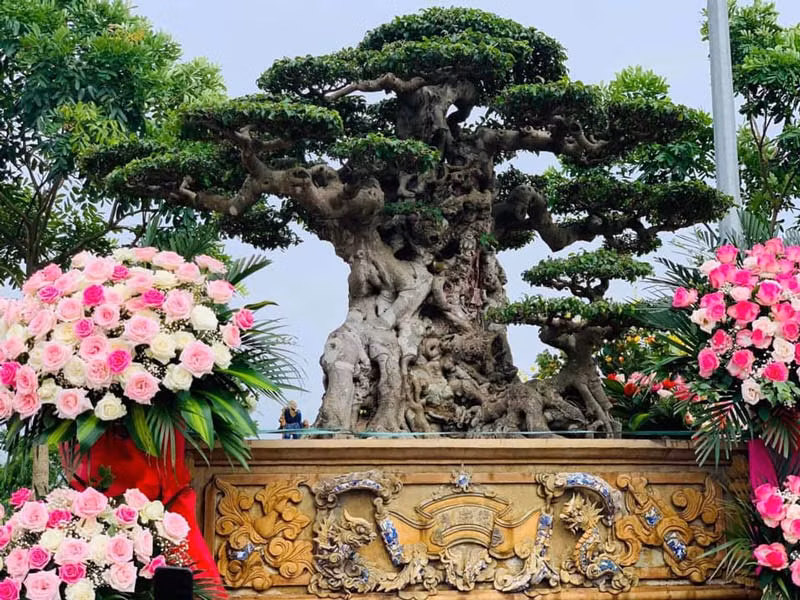 Sự kiện này gây chấn động cả làng cây cảnh Việt Nam. Bởi chỉ 4 tháng trước đó, cây sanh Tiên lão giáng trần được ông Nguyễn Văn Chí mua lại của ông Dương Mười với giá 16 tỷ đồng. Ảnh: Baodatviet.