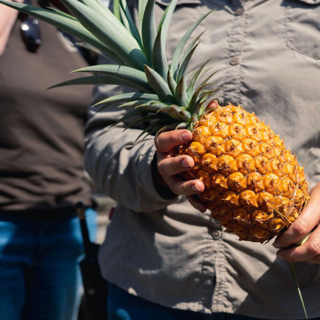 Dứa Lost Gardens of Heligan ở vùng Cornwall (Vương quốc Anh) có màu vàng rực quý hiếm và hương vị cực thơm ngon. Phải mất tới 2 năm trồng và canh tác cẩn thận trong nhà vườn và phân bón tự nhiên khác, loại dứa này mới có thể phát triển được ở một vùng đất lạnh như vậy.