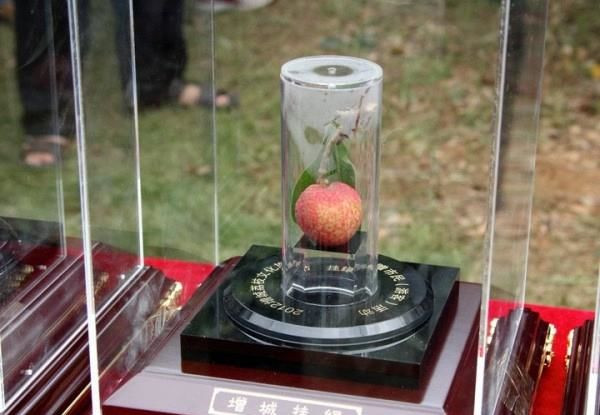 Vải thiều “Gia lục” được ‘vinh danh’ là loại trái cây đắt nhất thế giới khi từng được đem bán đấu giá với mức giá 550.000 nhân dân tệ (khoảng 1,8 tỷ đồng), tương đương với một chiếc Mercedes. Chúng không bán theo cân mà bán theo quả.