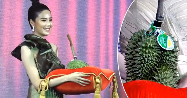 Trung bình tại Thái Lan, giá gốc của sầu riêng Kanyao rơi vào khoảng 15 triệu đồng/quả. Đáng chú ý, trong buổi đấu giá King Of Durian năm 2019, từng có 1 quả sầu riêng Kanyao được chào giá tới… 48.000 USD (khoảng hơn 1,1 tỷ đồng).