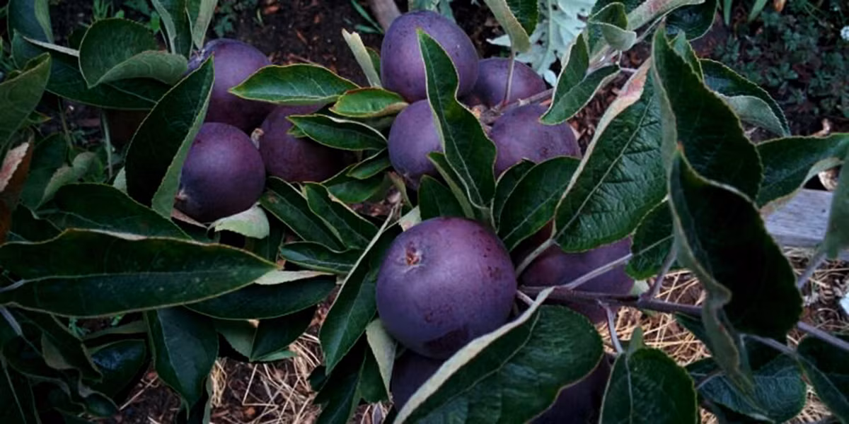 Phần lớn mọi người đều quen với các loại táo màu đỏ và màu xanh ở siêu thị nhưng rất ít người biến đến táo đen.