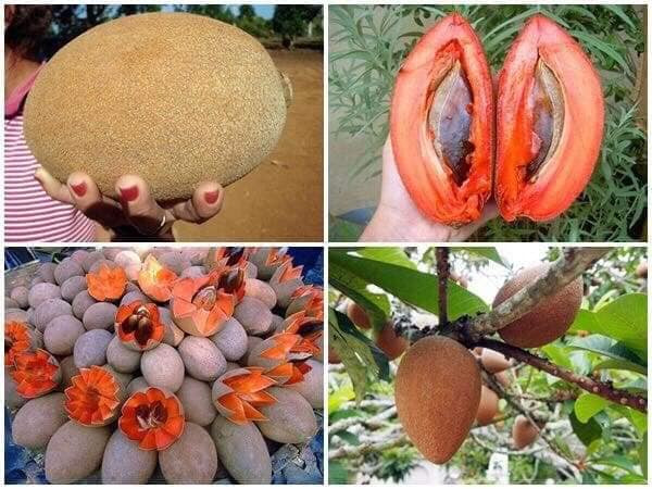 Ngoài phần thịt màu đỏ bắt, giống hồng xiêm khổng lồ này còn có mùi vị đặc biệt ấn tượng thơm ngon, hương vị ngọt ngào, mùi như hạnh nhân.