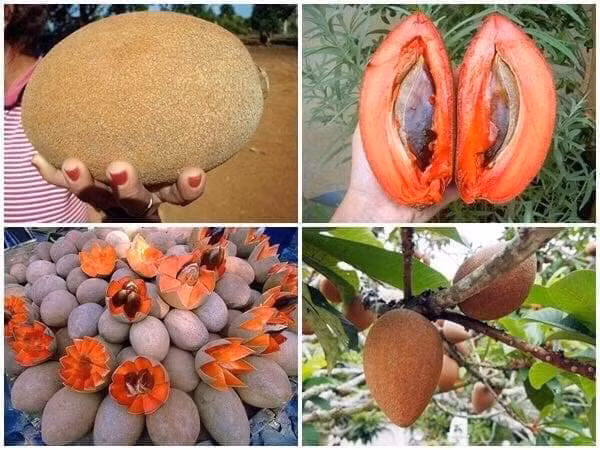 Ngoài phần thịt màu đỏ bắt, giống hồng xiêm khổng lồ này còn có mùi vị đặc biệt ấn tượng thơm ngon, hương vị ngọt ngào, mùi như hạnh nhân.