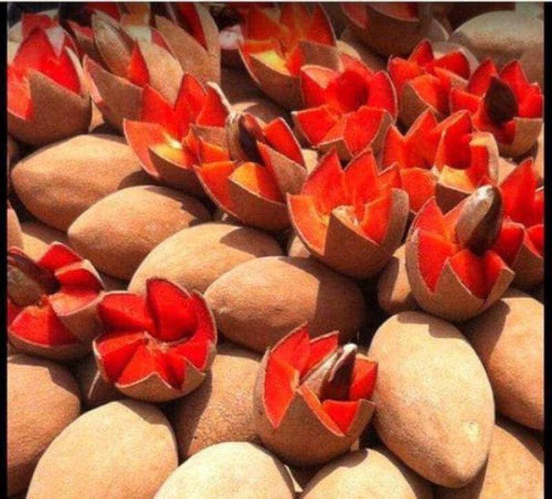 Hồng xiêm ruột đỏ khổng lồ, giá đắt gấp 30 lần loại thường cũng được các bà nội trợ săn lùng. Quả hồng xiêm ruột đỏ được quảng cáo xuất xứ Thái Lan.