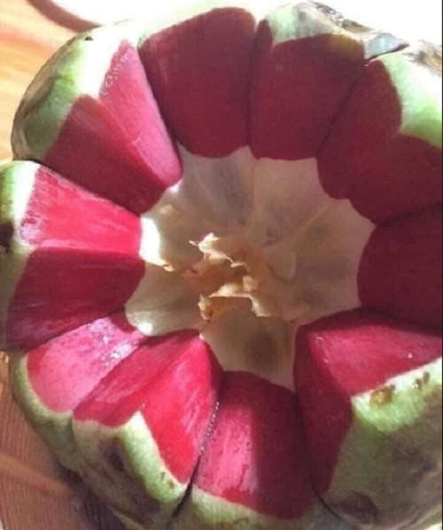 Na rừng Tây Bắc có vỏ màu xanh nhưng bên trong ruột đỏ lạ mắt.