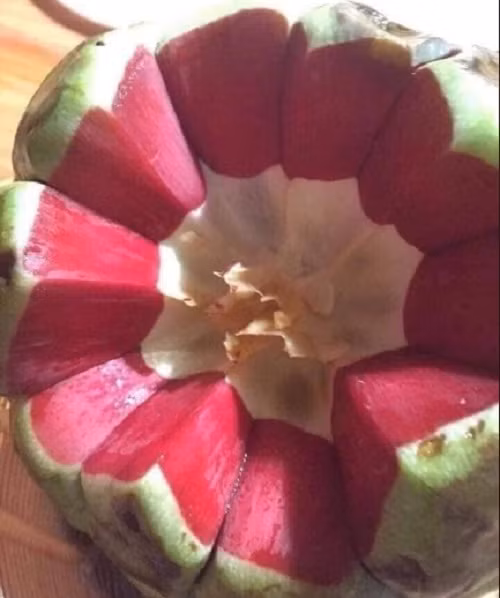 Na rừng Tây Bắc có vỏ màu xanh nhưng bên trong ruột đỏ lạ mắt.