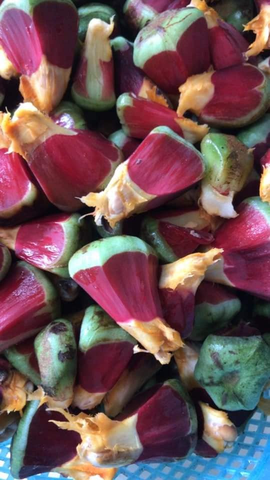 Không chỉ có ruột đỏ bắt mắt, na rừng còn được cho là có rất nhiều tác dụng trong việc bồi bổ cơ thể như an thần.