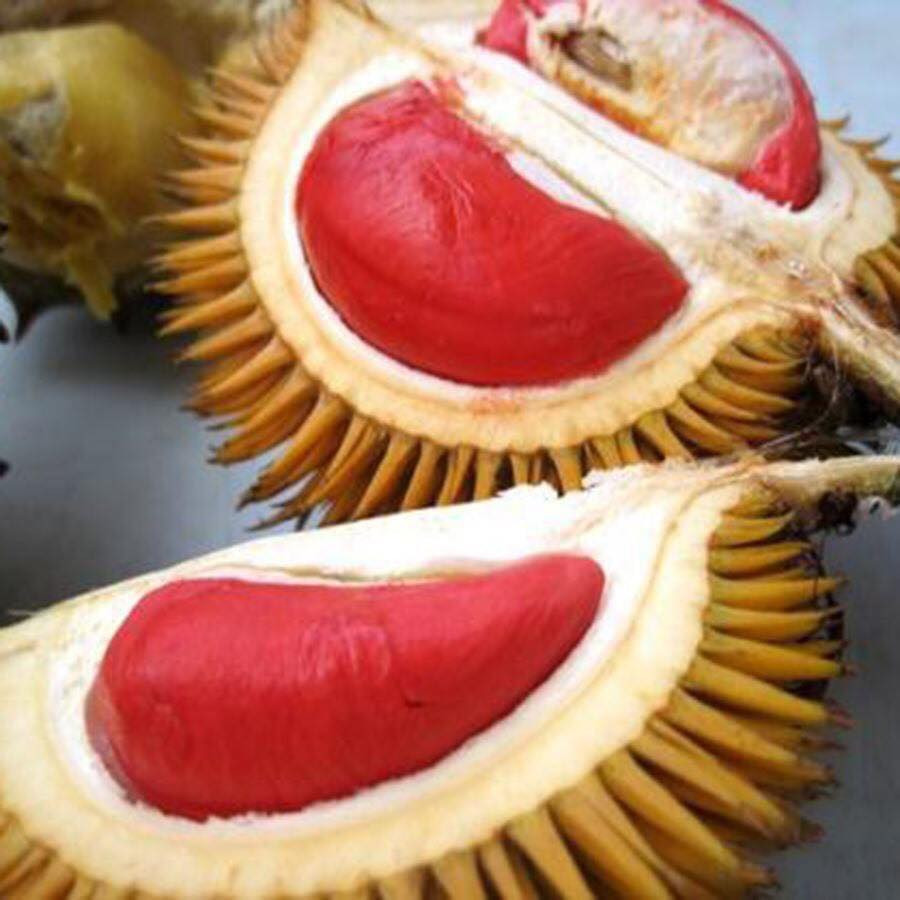 Hiện, cây giống sầu riêng ruột đỏ được nhiều nhà vườn rao bán với giá từ 150.000 đồng/cây trở lên, tùy vào kích thước. Nguồn ảnh: Facebook.