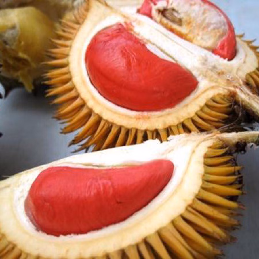 Hiện, cây giống sầu riêng ruột đỏ được nhiều nhà vườn rao bán với giá từ 150.000 đồng/cây trở lên, tùy vào kích thước. Nguồn ảnh: Facebook.