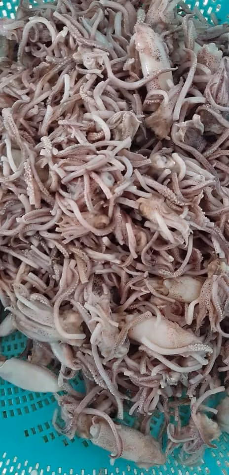 Chị Thắm (một đầu mối bán râu mực ở Hạ Long) cho biết, do râu mực giá rẻ nên nhiều chị em rủ nhau gom mua, mỗi người vài kg.