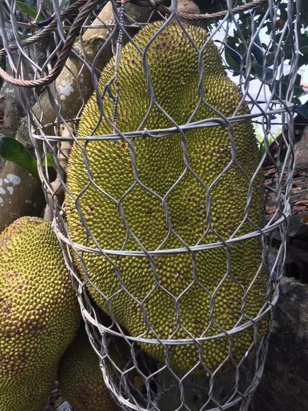 Cười ngất với loạt quả mọc kiểu... “khôn nhà dại chợ“ Cuoi ngat voi loat qua moc kieu... “khon nha dai cho“