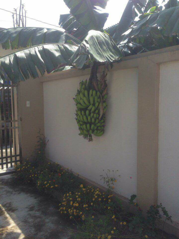 Tuy nhiên, vẫn có những trái cây không nghe lời chủ, tự động "dâng hiến" vào tay hàng xóm.