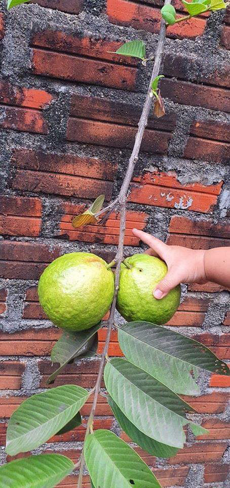 Chờ mãi, ổi nhà bên cạnh mới chín. Nguồn ảnh: Internet. Video: Mẹo bảo quản hoa quả tươi lâu, không phải ai cũng biết. Nguồn: VTC Now