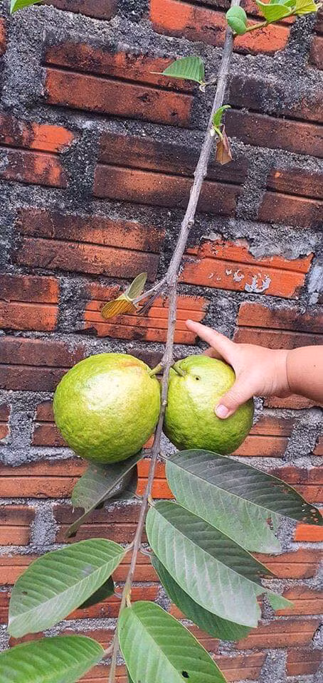 Chờ mãi, ổi nhà bên cạnh mới chín. Nguồn ảnh: Internet. Video: Mẹo bảo quản hoa quả tươi lâu, không phải ai cũng biết. Nguồn: VTC Now