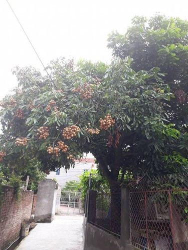 Những chùm nhãn sai nhất lại không thuộc sở hữu của gia chủ.