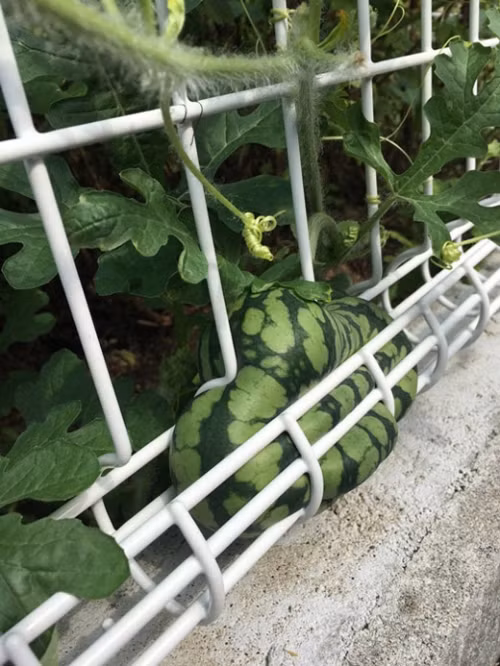 Sau bao ngày chờ đợi, quả dưa hấu của một gia chủ "xấu số" lại mọc éo le thế này.