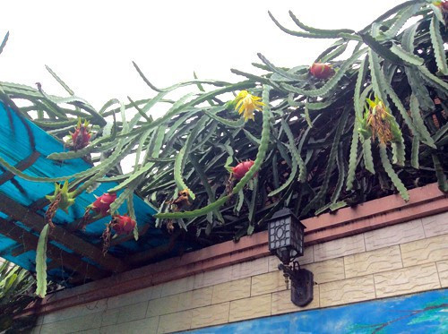 Khi mình chẳng muốn ăn thanh long nhưng cây nhà hàng xóm cứ thập thò trước mặt.