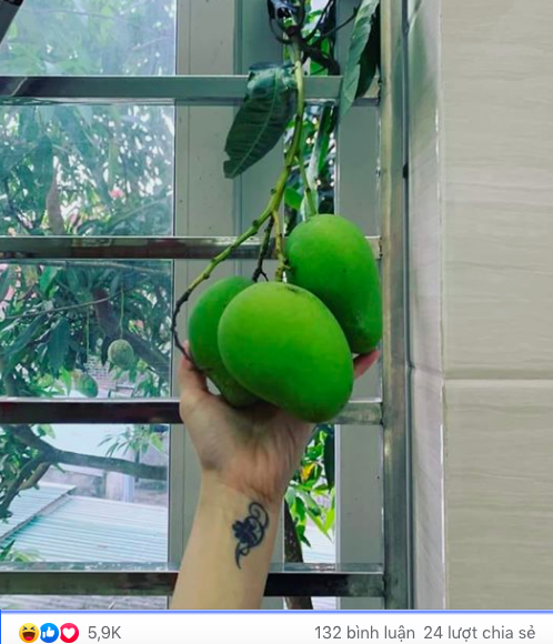 Cả một chùm xoài nhà hàng xóm "thò cổ" sang nhà mình.