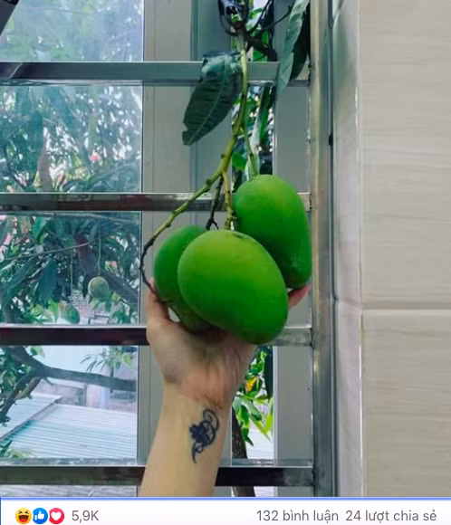 Cả một chùm xoài nhà hàng xóm "thò cổ" sang nhà mình.