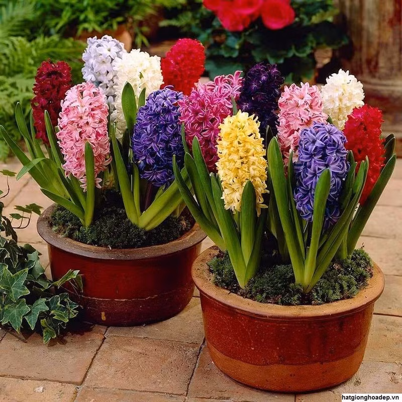 Hoa tiên ông mang nhiều màu sắc rực rỡ, bắt mắt được người tiêu dùng chuộng trong dịp Tết. Củ hoa tiên ông có giá bán khá rẻ, chỉ từ 13.000 – 25.000 đồng/củ.