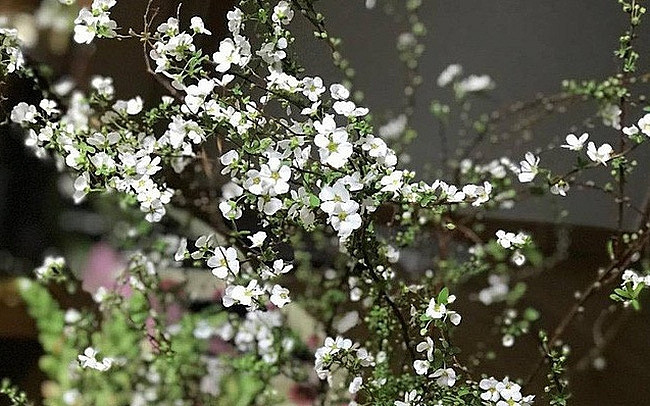 Hoa Tuyết mai từ Trung Quốc được nhiều khách đặt mua với giá khoảng 300.000 đồng/bó. Video: Mô hình trồng hoa Tết thu nhập cao. Nguồn: VTC16.