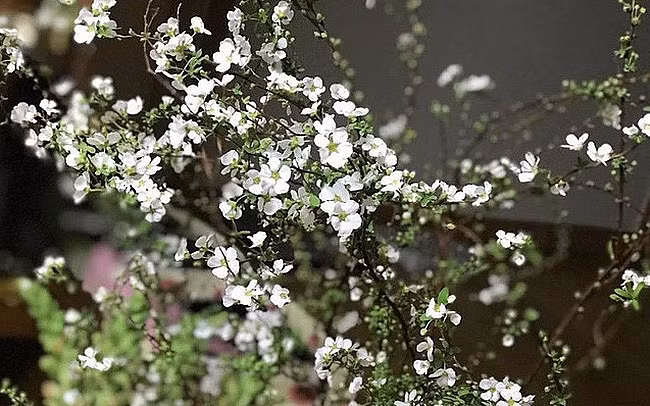 Hoa Tuyết mai từ Trung Quốc được nhiều khách đặt mua với giá khoảng 300.000 đồng/bó. Video: Mô hình trồng hoa Tết thu nhập cao. Nguồn: VTC16.