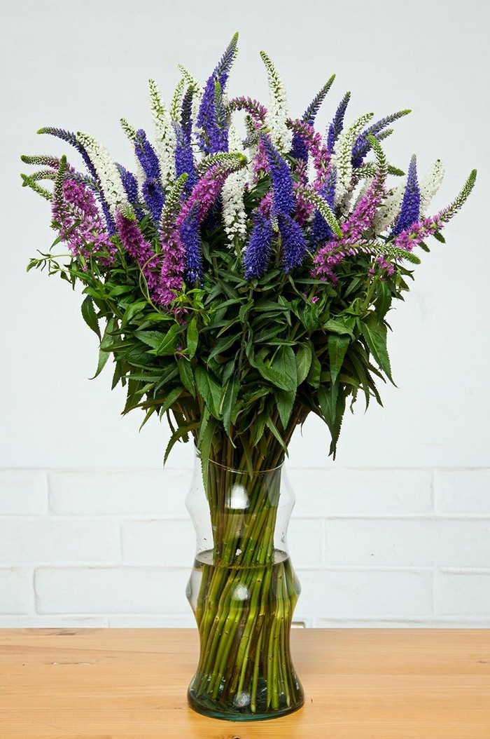 Hoa Veronica được các cửa hàng bán ra với giá 80.000 đồng/cành.