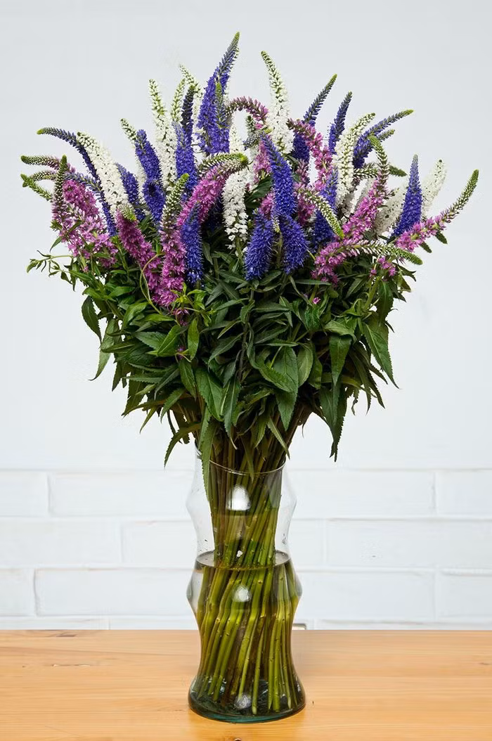 Hoa Veronica được các cửa hàng bán ra với giá 80.000 đồng/cành.