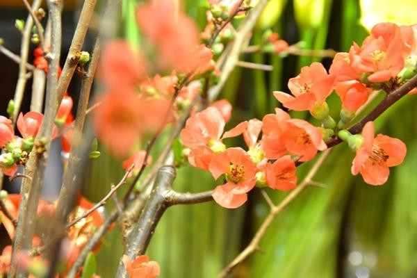 Năm nay, hoa anh đào nhập từ Nhật Bản với nhiều màu sắc độc đáo đang được giới sành chơi lùng mua chơi Tết sớm dù giá dao động từ 200.000-600.000 đồng/cành.