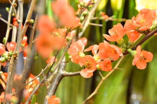 Năm nay, hoa anh đào nhập từ Nhật Bản với nhiều màu sắc độc đáo đang được giới sành chơi lùng mua chơi Tết sớm dù giá dao động từ 200.000-600.000 đồng/cành.