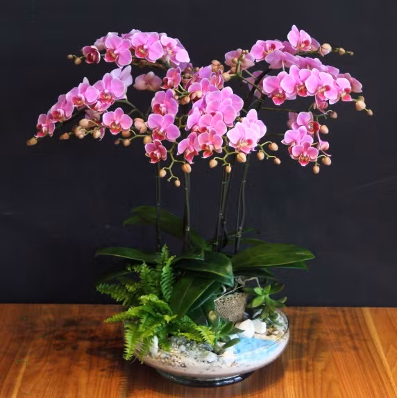 Gợi ý những loại hoa độc lạ, giá mềm chưng Tết sang nhà Goi y nhung loai hoa doc la, gia mem chung Tet sang nha