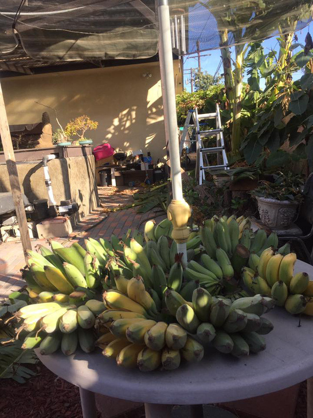 Những nải chuối khá to quả cũng được mẹ con nam ca sĩ gửi biếu người thân.