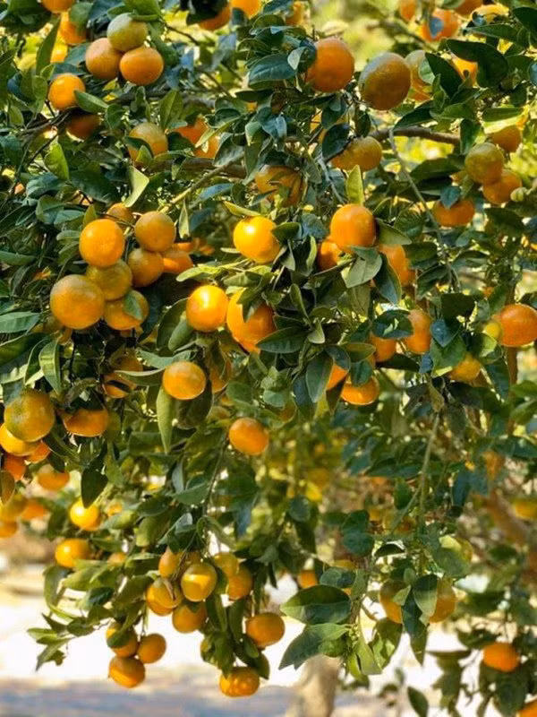 Được biết, vườn cây trái trong biệt thự của Bằng Kiều do mẹ ruột anh chăm sóc.