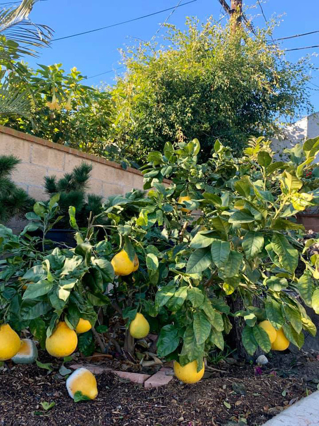 Đặc biệt, cây nào cũng sai trĩu quả.