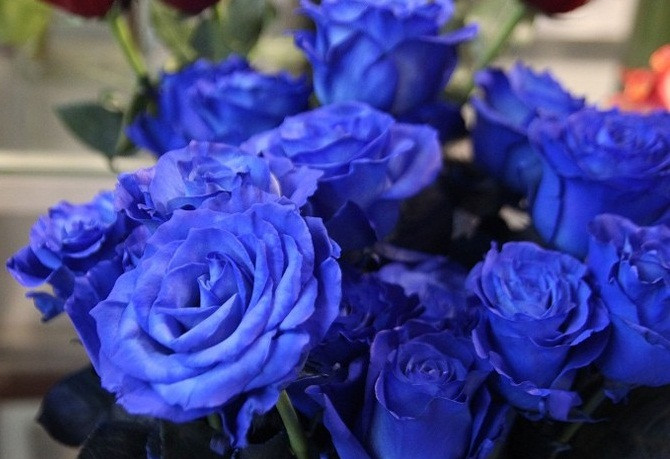 Những bông hồng xanh nhập khẩu được tung ra thị trường trong mùa Valentine có giá 250.000 đồng/cành. Ảnh: Tintucvietnam.