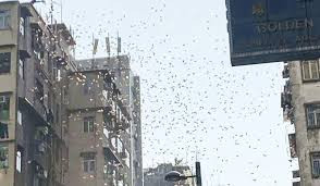 Trong một video khác được đăng tải, thiếu gia này nói từ bên trong chiếc xe Lamborgini sang trọng, tự mô tả mình là thần God, người chuyên trộm cắp từ nhà giàu và phân phát cho người nghèo. Ảnh: Financialexpress.