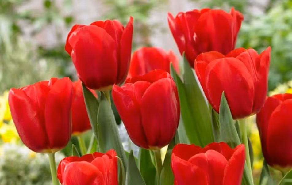 Nhung loai hoa anh huong xau den phong thuy khong nen dem vao nha