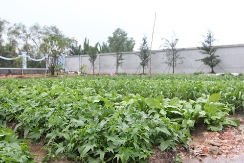 Đặc biệt, một góc trong khuôn viên nhà thờ được nghệ sĩ Hoài Linh dành để trồng rau. Ảnh: Vnexpress.