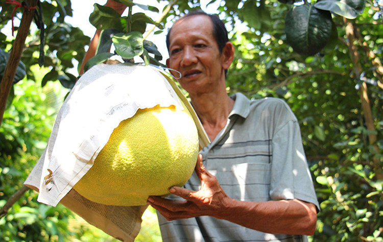 Theo Vnexpress, với cân nặng từ 7-8 kg, thương lái đang lùng tìm mua loại bưởi thúng khổng lồ về bán tết với giá từ 700.000 đến 1 triệu đồng/quả. Ảnh: Vnexpress.