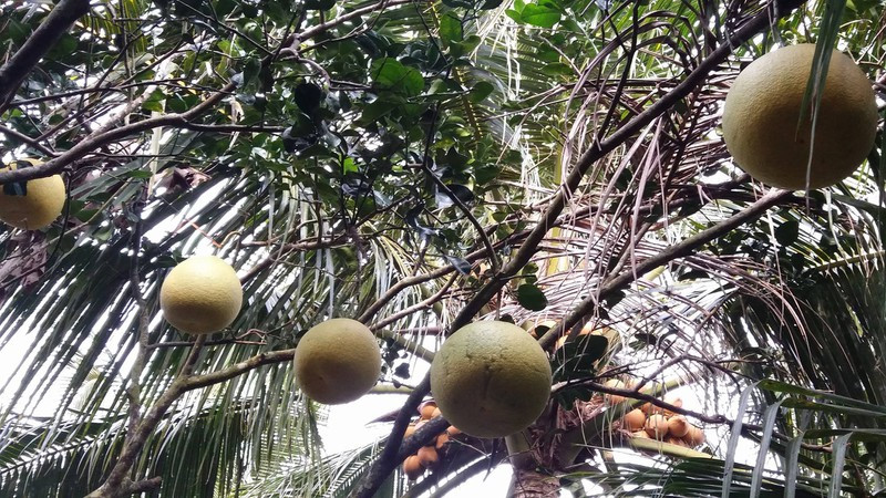 Tuy nhiên, khi bưởi chín ngã màu vàng rất đẹp. Ruột bưởi màu đỏ, múi to tuy nhiên có vị chua hơn các loại bưởi khác. Ảnh: VOV.