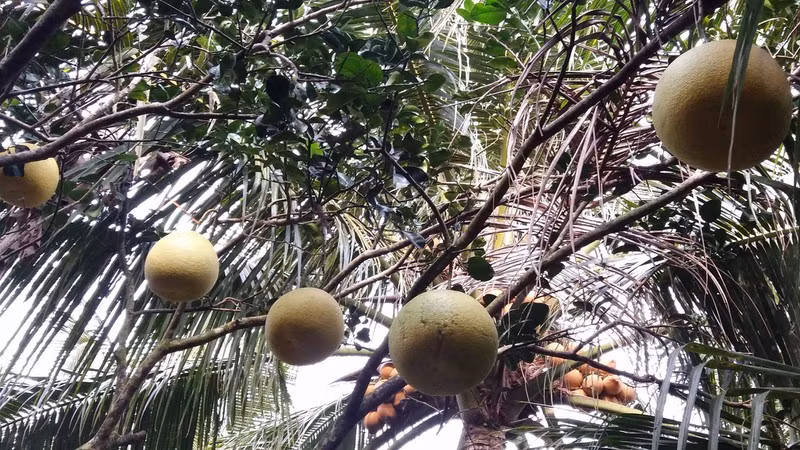 Tuy nhiên, khi bưởi chín ngã màu vàng rất đẹp. Ruột bưởi màu đỏ, múi to tuy nhiên có vị chua hơn các loại bưởi khác. Ảnh: VOV.