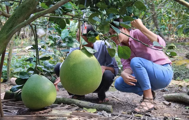 Bưởi thúng chỉ thích hợp trồng dưới bóng râm, sử dụng phân hữu cơ và không được bao trái. Đặc biệt cây bưởi này, tuổi thọ khoảng 10 năm. Ảnh: Traicaydungmap.
