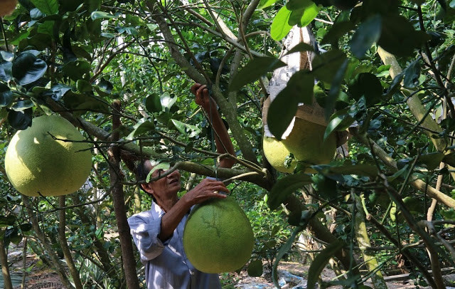 Bưởi thúng chỉ cho trái mỗi năm một vụ đúng vào dịp Tết, có vị chua nhạt, ăn không ngon như bưởi thường. Ảnh: Traicaydungmap.