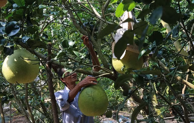 Bưởi thúng chỉ cho trái mỗi năm một vụ đúng vào dịp Tết, có vị chua nhạt, ăn không ngon như bưởi thường. Ảnh: Traicaydungmap.