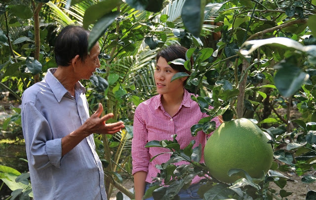 Theo người trồng, cây bưởi thúng rất khó nhân giống và chăm sóc. Ảnh: Traicaydungmap.