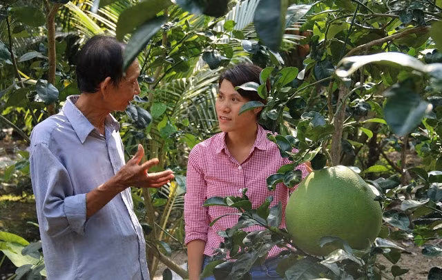 Theo người trồng, cây bưởi thúng rất khó nhân giống và chăm sóc. Ảnh: Traicaydungmap.