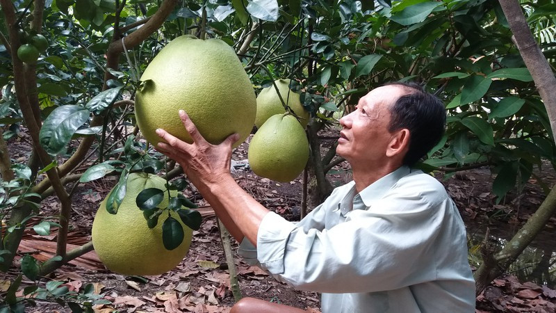 Để có trái vào dịp Tết, ngày thường khi bưởi ra hoa thì hái bỏ hết, đến đầu tháng 4 âm lịch, nhà vườn bắt đầu bón phân, xử lý nước. Ảnh: VOV.