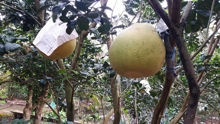 Trái bưởi này dùng là quà biếu để chưng Tết rất có giá trị. Ảnh: VOV.