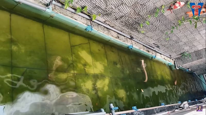 Ngoài ra, khu vườn còn có một hồ nước nhỏ để nuôi cá trê.