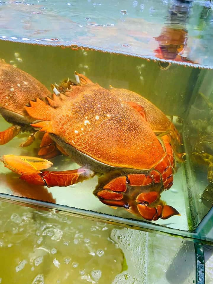 Cua huỳnh đế thường sống ở xa bờ, vùng biển sạch, nước sâu, nơi có đất cát và sỏi nên thịt chắc ngon như tôm hùm, gạch thơm béo và chứa nhiều dinh dưỡng.